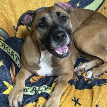Wrong Stella -  Mixed Breed Dog for Adoption in Rockville, Maryland - Wrong Stella | PetCurious