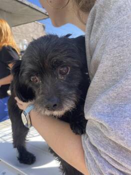 Terrier Dogs Available for Adoption - Dorothy | PetCurious