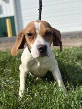 Beagle Dogs Available for Adoption in Lancaster, Ohio - Wren | PetCurious