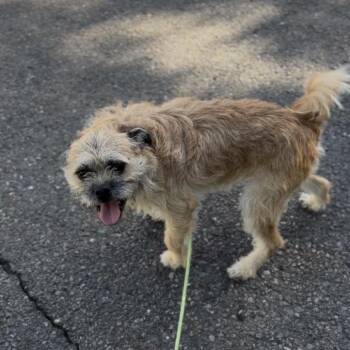 Jerry -  Terrier Dog for Adoption in Newberg, Oregon - Jerry | PetCurious
