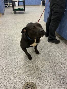 Mixed Breed Dogs Available for Adoption in Palmetto, Florida - MAYA | PetCurious