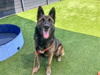 LOBO -  German Shepherd Dog Dog for Adoption in Tustin, California - LOBO | PetCurious