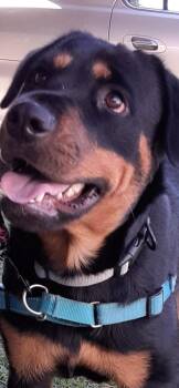 Rescue Rottweiler Dogs for Adoption in Frazier Park, California - Joy | PetCurious