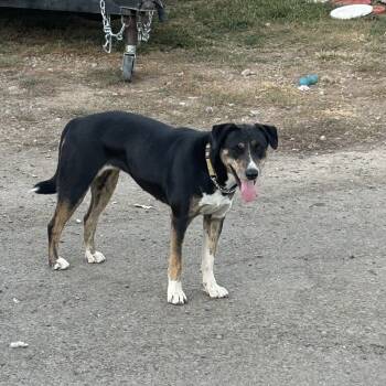 Rescue Mixed Breed and Beagle Dogs for Adoption in Wilton, California - Cindy | PetCurious