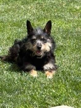 Noni -  Mixed Breed Dog for Adoption in West Chester, Pennsylvania - Noni | PetCurious