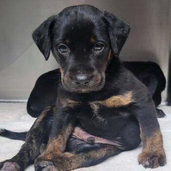 Grover -  Black Labrador Retriever Dog for Adoption in Valley, Alabama - Grover | PetCurious