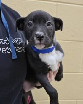 Pit Bull Terrier and Mixed Breed Dogs Available for Adoption - Twig | PetCurious