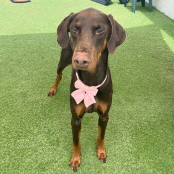 Turtle 3590 -  Doberman Pinscher Dog for Adoption in Oakland Park, Florida - Turtle 3590 | PetCurious