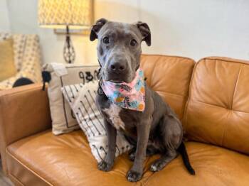 Pit Bull Terrier Dogs Available for Adoption in Friendswood, Texas - Luna Lovegood Blue | PetCurious