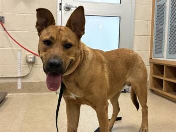 German Shepherd Dog and Mixed Breed Dogs Available for Adoption in Grand Prairie, Texas - ROO | PetCurious