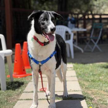 Levi -  Border Collie and Labrador Retriever Dog for Adoption in Petaluma, California - Levi | PetCurious