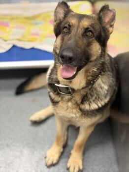 Mixed Breed Dogs Available for Adoption in Dallas, Texas - ALPHA | PetCurious