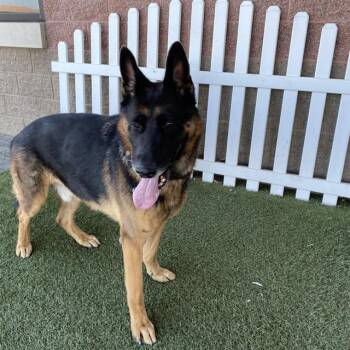 KODA -  German Shepherd Dog Dog for Adoption in Modesto, California - KODA | PetCurious