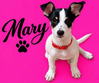 Mary -  Rat Terrier Dog for Adoption in Walker, Louisiana - Mary | PetCurious