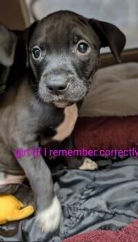Circe -  Mixed Breed Dog for Adoption in Warren, Michigan - Circe | PetCurious