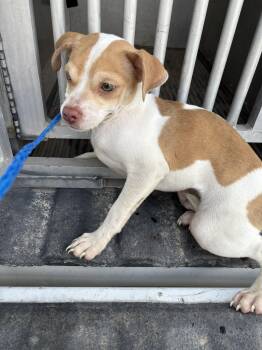 Trip -  Terrier Dog for Adoption in Edna, Texas - Trip | PetCurious