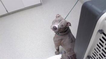 BUBBA -  Boxer and Mixed Breed Dog for Adoption in Omaha, Nebraska - BUBBA | PetCurious