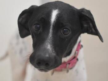 Pointer Dogs Available for Adoption - Wisteria | PetCurious