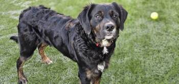 Golden Retriever and Brittany Spaniel Dogs Available for Adoption - Sam | PetCurious