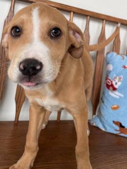 Mixed Breed Dogs Available for Adoption - Newton | PetCurious