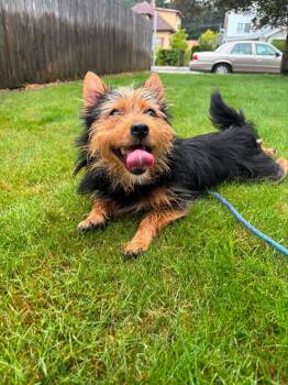 Teddy -  Yorkshire Terrier and Pomeranian Dog for Adoption in Tacoma, Washington - Teddy | PetCurious