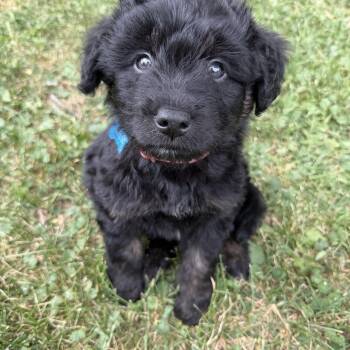 Rylee -  Retriever and Poodle Dog for Adoption in Minneapolis, Minnesota - Rylee | PetCurious