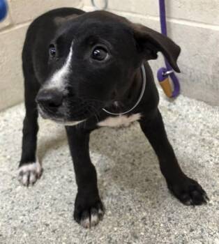 A432198 -  Labrador Retriever and Mixed Breed Dog for Adoption in Conroe, Texas - A432198 | PetCurious