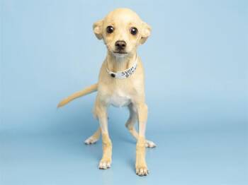 SVEN -  Chihuahua and Mixed Breed Dog for Adoption in Phoenix, Arizona - SVEN | PetCurious