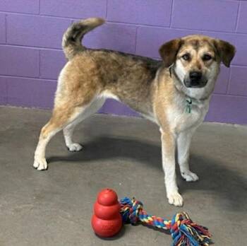 Shepherd Dogs Available for Adoption in North Prairie, Wisconsin - **TABBY** | PetCurious