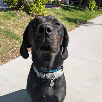 Mixed Breed and Hound Dogs Available for Adoption in Salt Lake City, Utah - Kevin | PetCurious