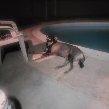 Kona -  Husky Dog for Adoption in Yuma, Arizona - Kona | PetCurious