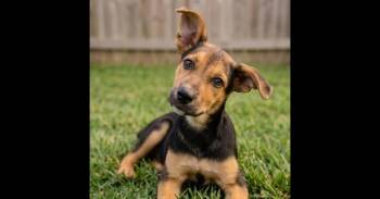 Juliet -  Shepherd and Labrador Retriever Dog for Adoption in Crown Point, Indiana - Juliet | PetCurious