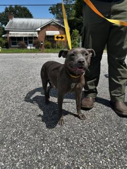 Starlight -  Pit Bull Terrier Dog for Adoption in Mobile, Alabama - Starlight | PetCurious