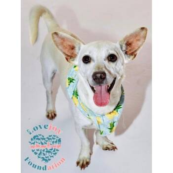 Rescue Chihuahua Dogs for Adoption in Inglewood, California - Zorro | PetCurious