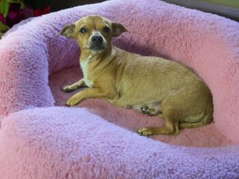 Marge -  Chihuahua Dog for Adoption in San Antonio, Texas - Marge | PetCurious