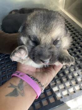 Mixed Breed Dogs Available for Adoption in Dallas, Texas - JUPITER | PetCurious