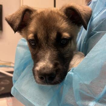 Shepherd and Mixed Breed Dogs Available for Adoption in Taos, New Mexico - Frankie | PetCurious