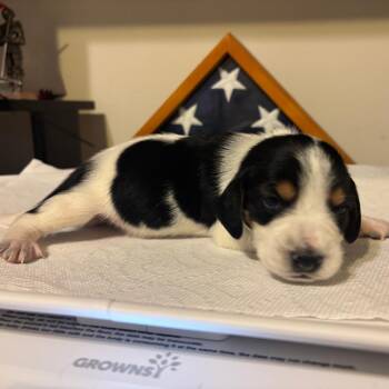 Hopper -  Beagle Dog for Adoption in Fairfax Station, Virginia - Hopper | PetCurious
