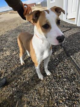 Pit Bull Terrier Dogs Available for Adoption - COCO | PetCurious