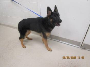 (878) -  German Shepherd Dog Dog for Adoption in Marietta, Georgia - (878) | PetCurious