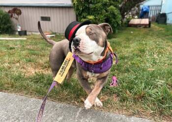 Pit Bull Terrier and Australian Cattle Dog Blue Heeler Dogs Available for Adoption in Mckinleyville, California - KETCHUP | PetCurious