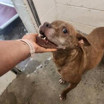 Isabelle -  Pit Bull Terrier Dog for Adoption in Evensville, Tennessee - Isabelle | PetCurious