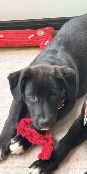 Labrador Retriever Dogs Available for Adoption in Indianapolis, Indiana - Carly | PetCurious