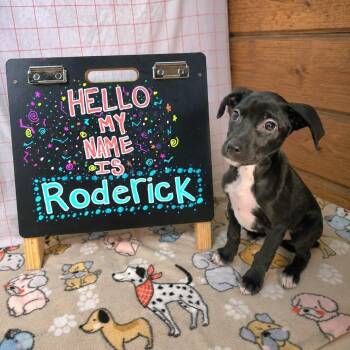 Roderick -  American Staffordshire Terrier and Mixed Breed Dog for Adoption in Houston, Texas - Roderick | PetCurious
