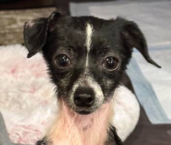 Sparky -  Chihuahua Dog for Adoption in San Ramon, California - Sparky | PetCurious