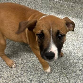 Hound and Boxer Dogs Available for Adoption in Manassas, Virginia - Walnut (ID 51699) | PetCurious