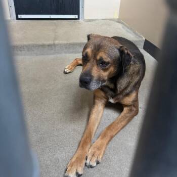IVHS-Stray-143163 -  Shepherd and Mixed Breed Dog for Adoption in San Gabriel, California - IVHS-Stray-143163 | PetCurious