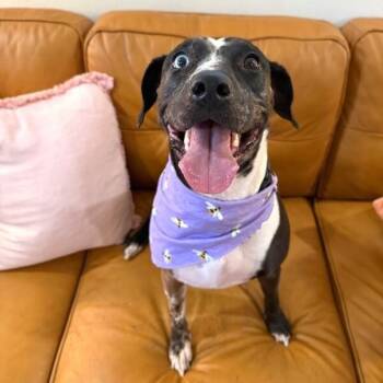 Betsy Blue -  Catahoula Leopard Dog and Pit Bull Terrier Dog for Adoption in Friendswood, Texas - Betsy Blue | PetCurious