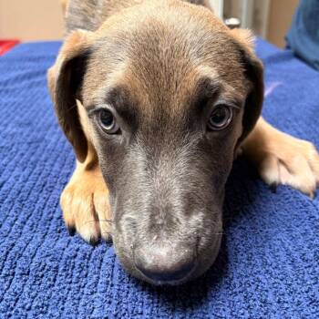 Terrier Dogs Available for Adoption - Edmund | PetCurious