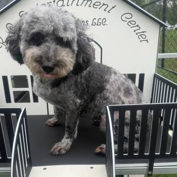 Miniature Poodle Dogs Available for Adoption in Zionsville, Indiana - Rhonda | PetCurious